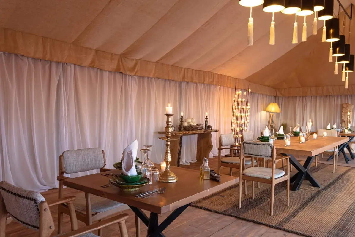 The White Camel Acacia